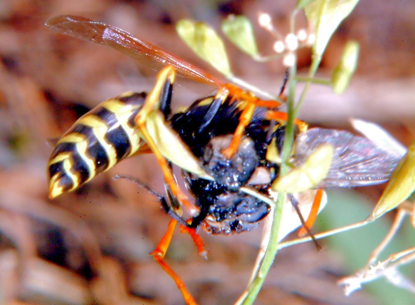 Polistes gallicus